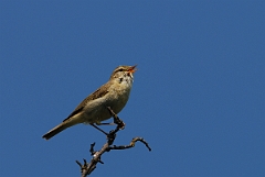 David Plant Photography - Wildlife Photography - Willow warbler - E